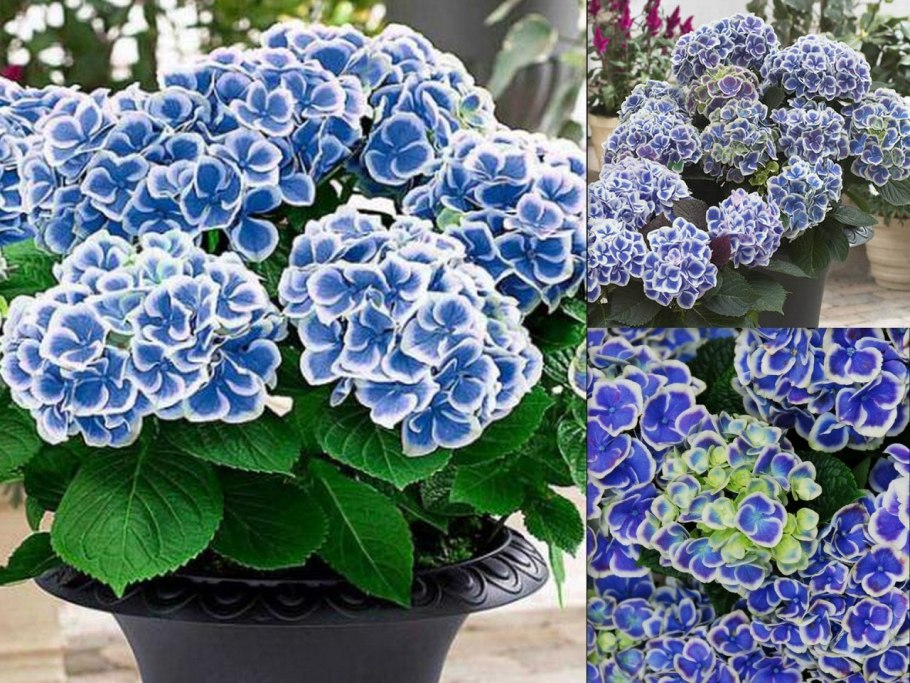 Гортензия бавария крупнолистная