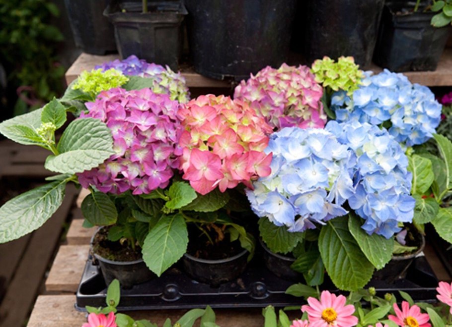 Гортензия крупнолистная хамелеон