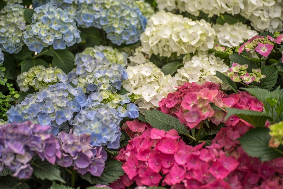 Гортензия саманта крупнолистная