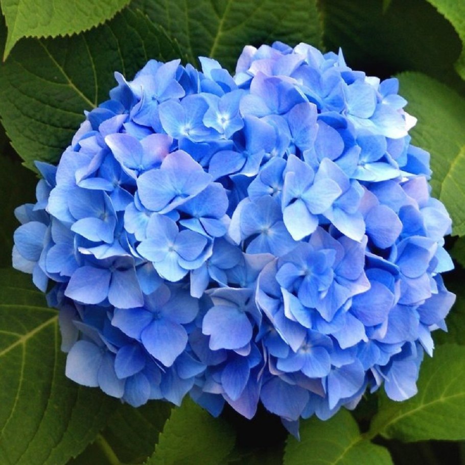 Гортензия крупнолистная blauer zwerg