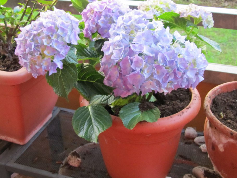 Гортензия крупнолистная горшечная