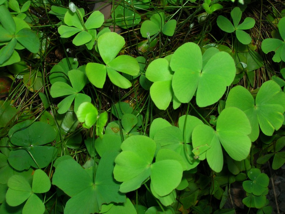 Marsilea crenata