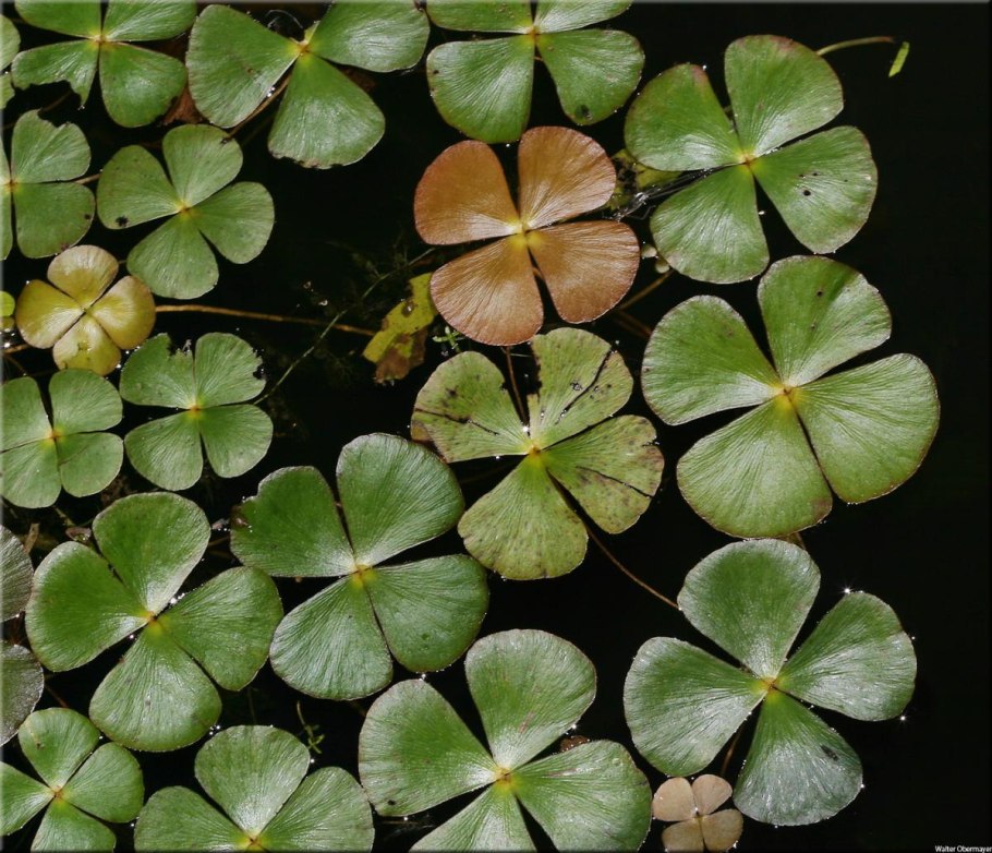 Папоротник Марсилия