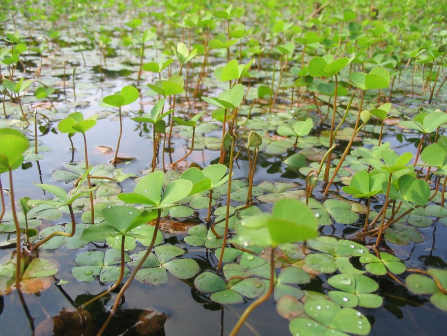 Марсилия четырехлистная Marsilea quadrifolia