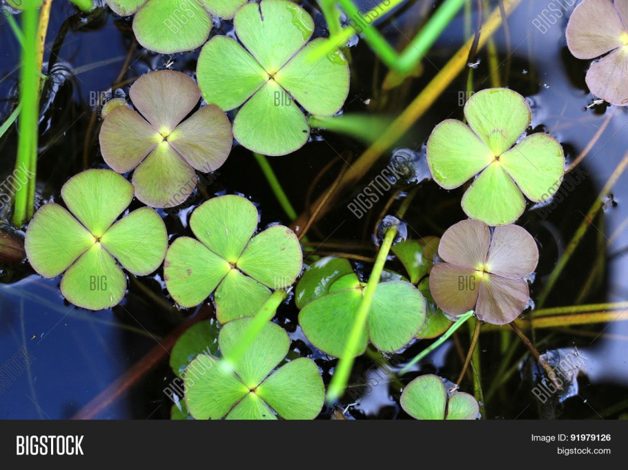 Марсилия четырёхлистная