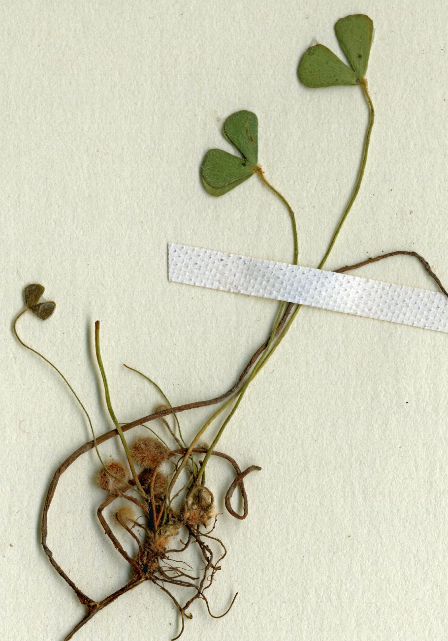 Кислица обыкновенная