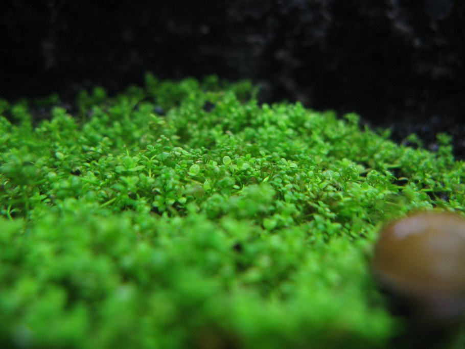 Папоротник Марсилия