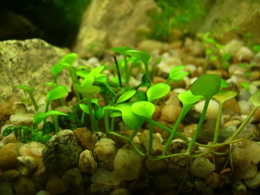 Марсилия аквариумное