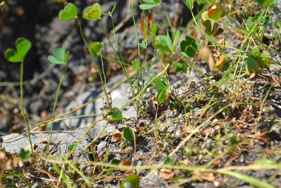 Марсилия квадрифолия