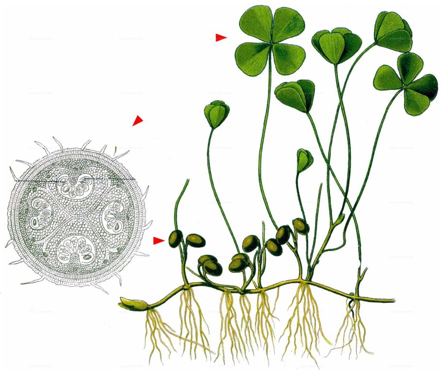 Марсилия почвопокровка
