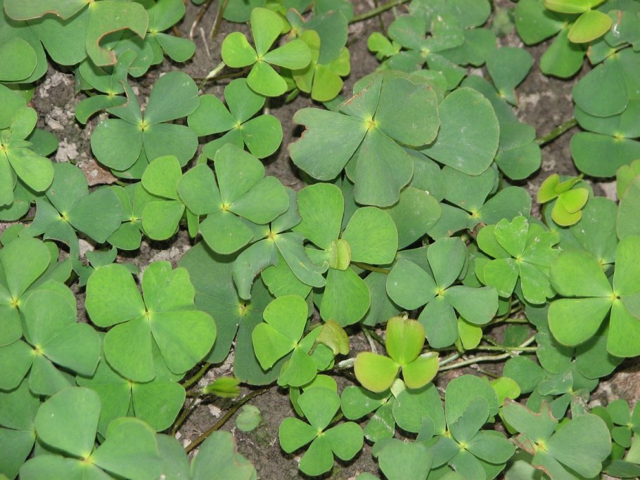 Марсилия четырёхлистная