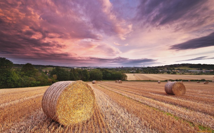 Красивое поле