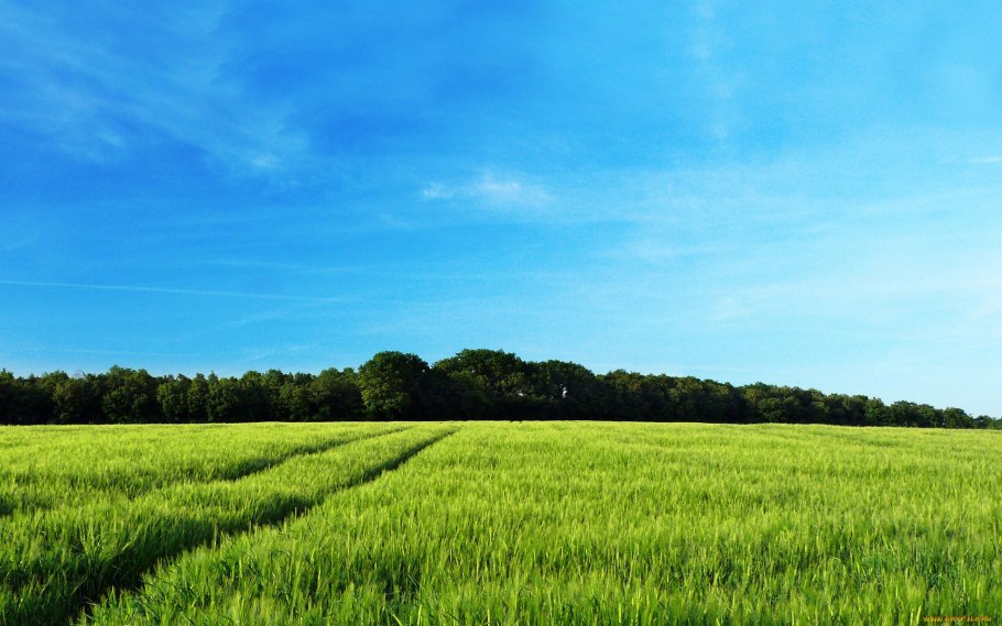 Зеленое поле