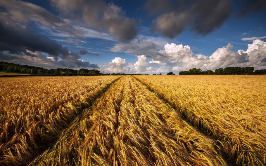 Плодородные поля пшеницы Донбасса