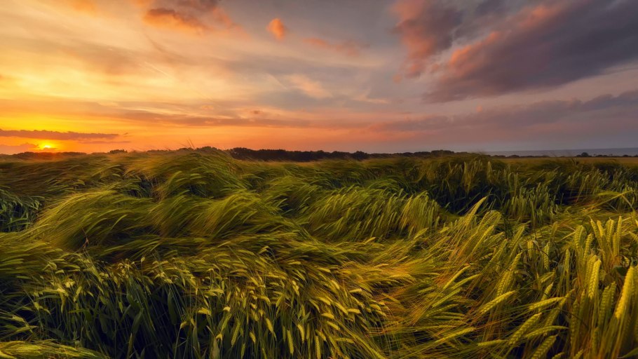 Поле пшеницы