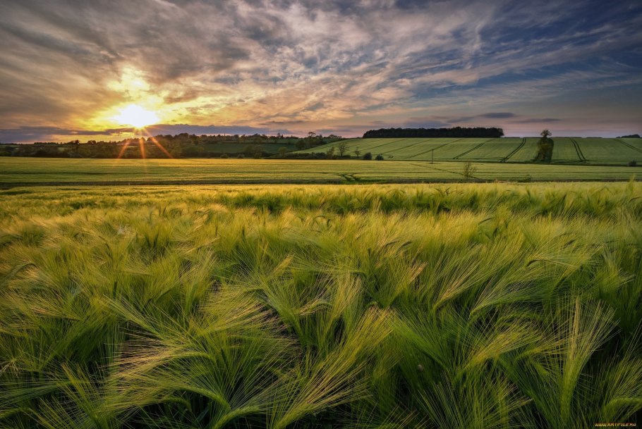 Поле пшеницы