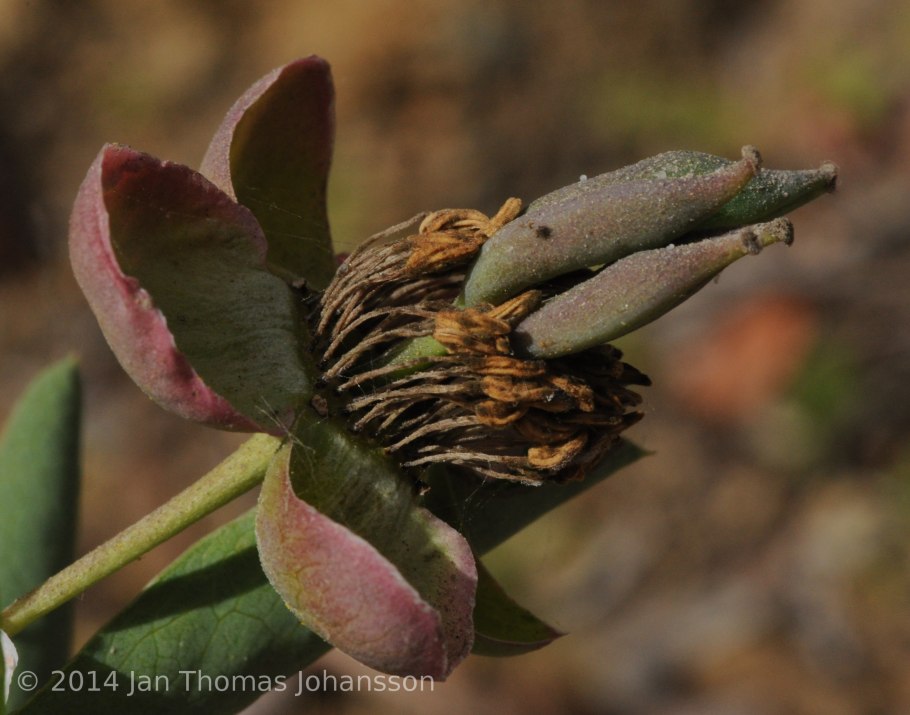 Аменопопсис калифорнийский