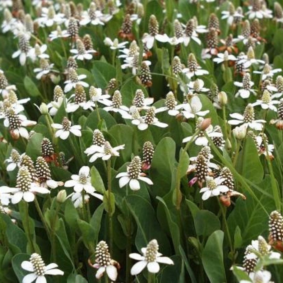 Анемопсис калифорнийский