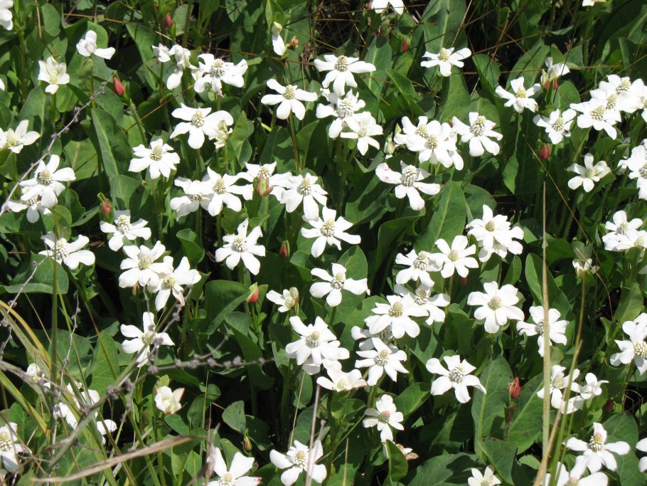 Суриановые (Surianaceae) —