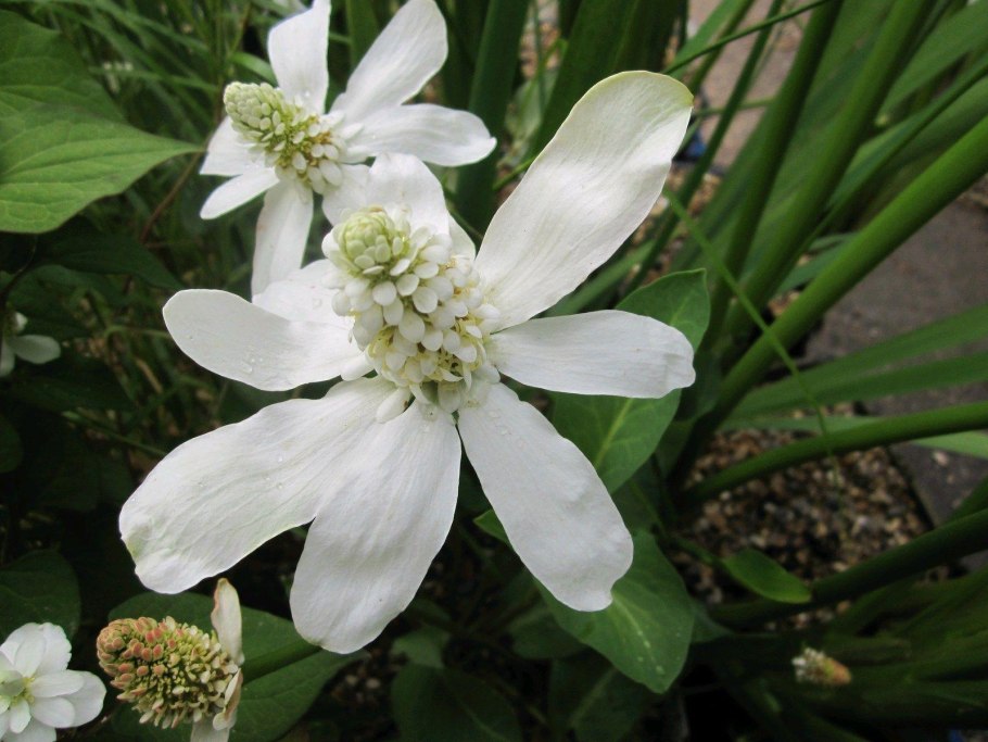Анемопсис. Anemopsis californica
