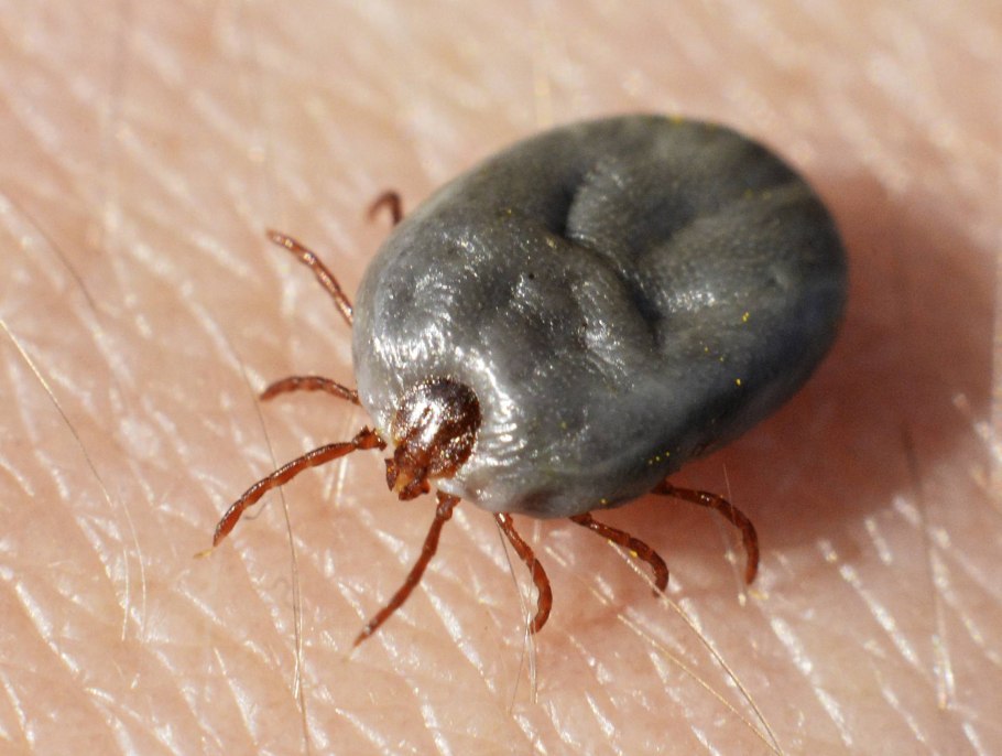 Коронавирус в короне