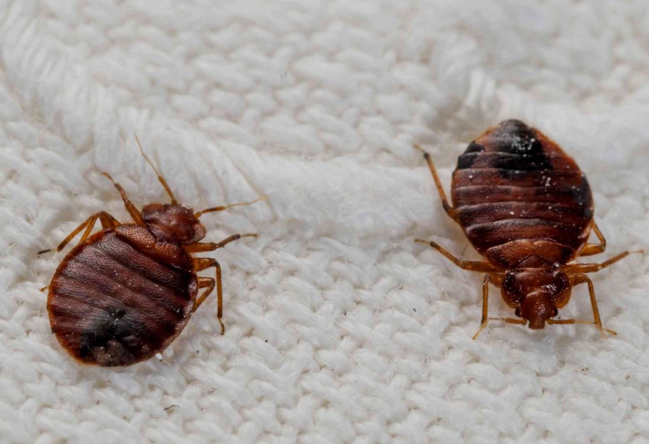 Яйца глистов микроскопия