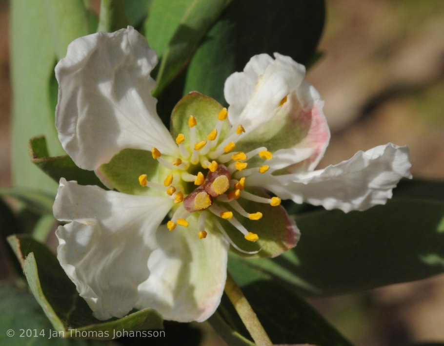 Анемопсис Водный
