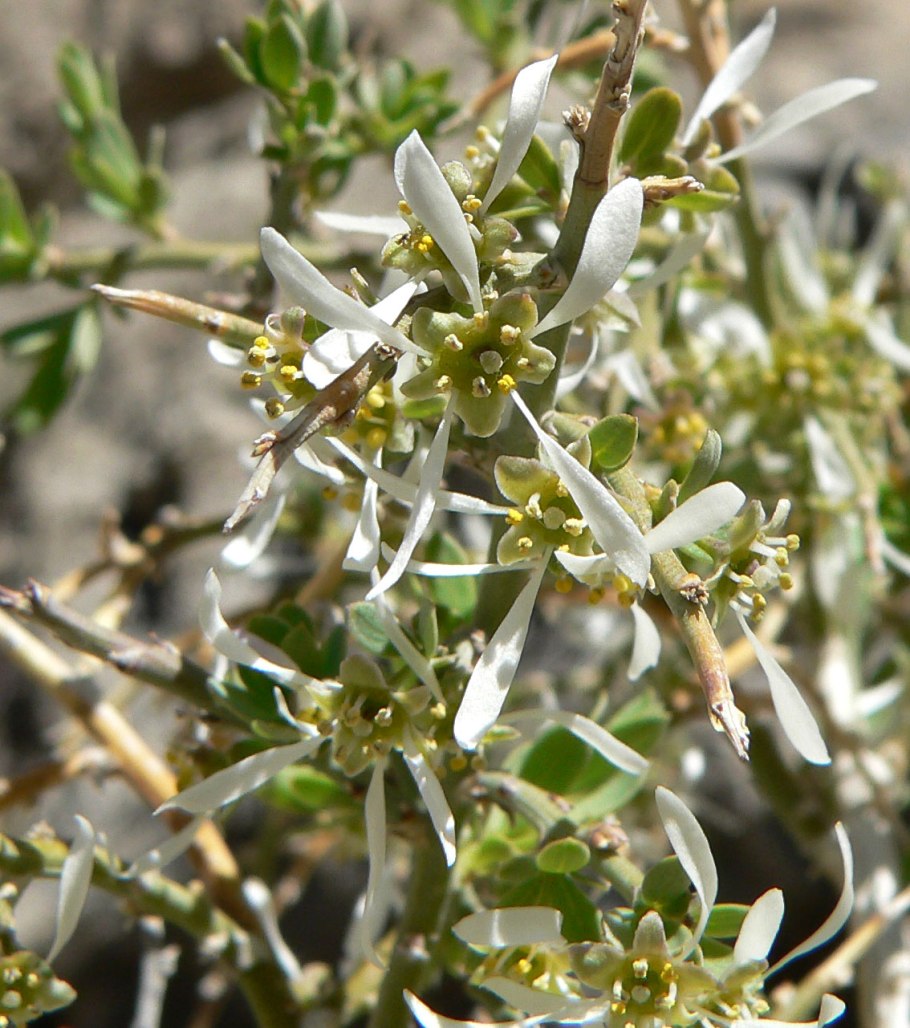 Кроссосома Калифорнийская