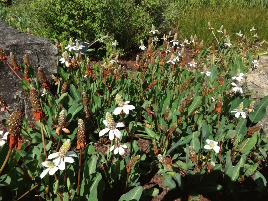 Arctomecon растение