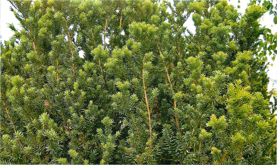 Тис ягодный Taxus baccata elegantissima