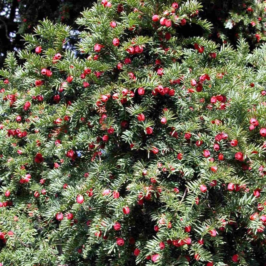 Тис ягодный (Taxus baccata David p9)