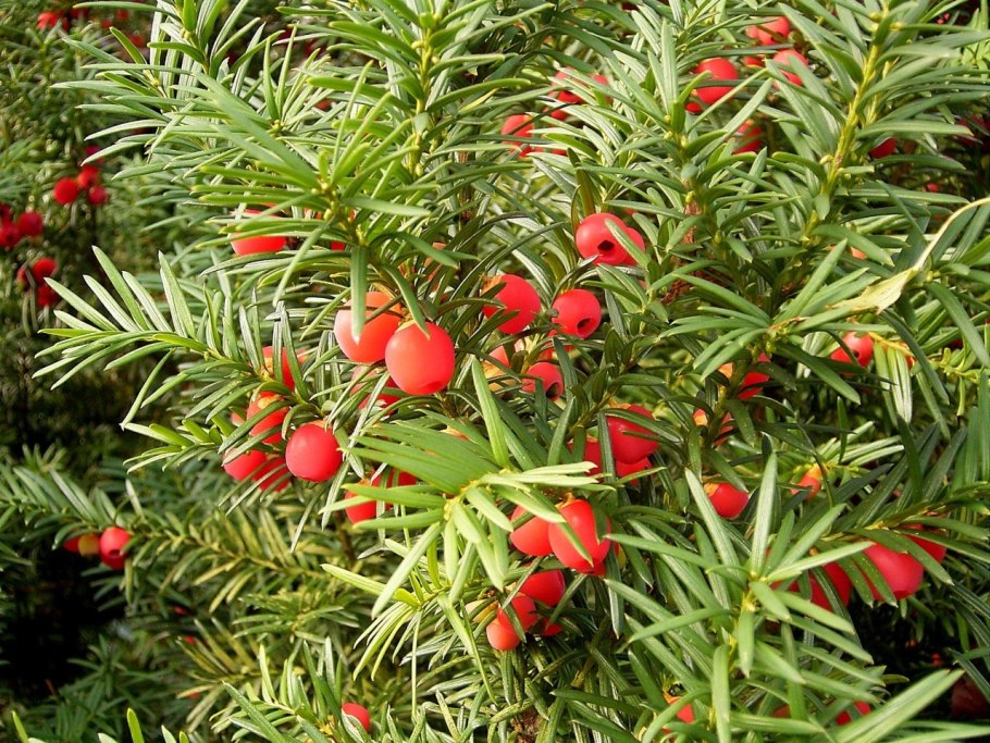 Taxus baccata