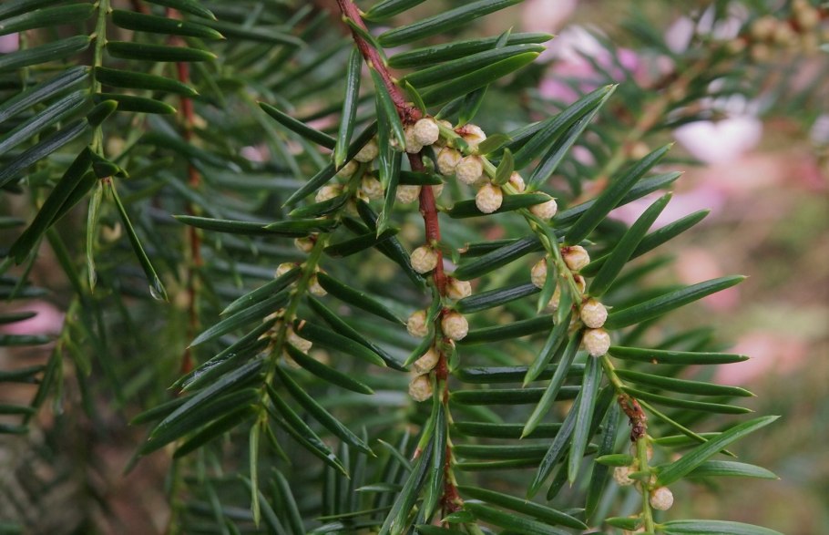 Тисовые растения новогодние красивые