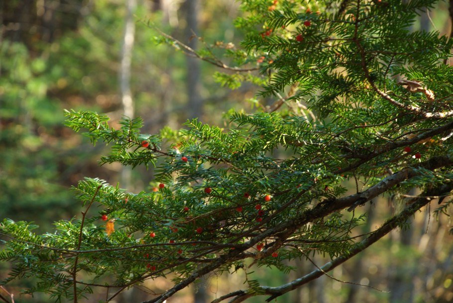 Тис ягодный taxus baccata