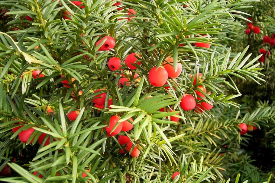 Тис ягодный Taxus baccata