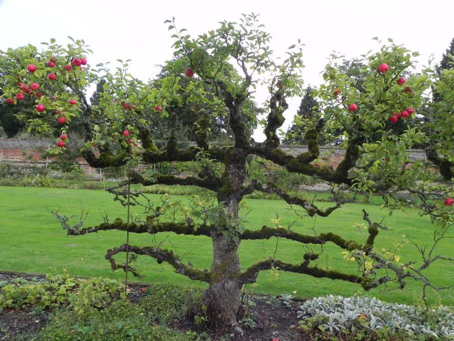 Яблоня Медуница шпалера