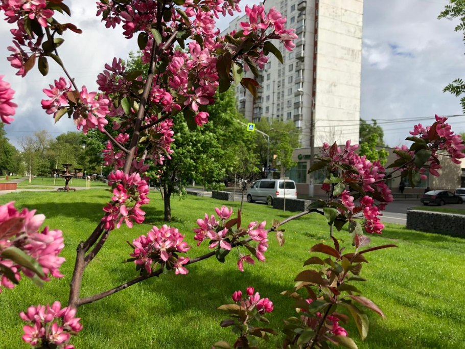 Яблоня декоративная Mokum