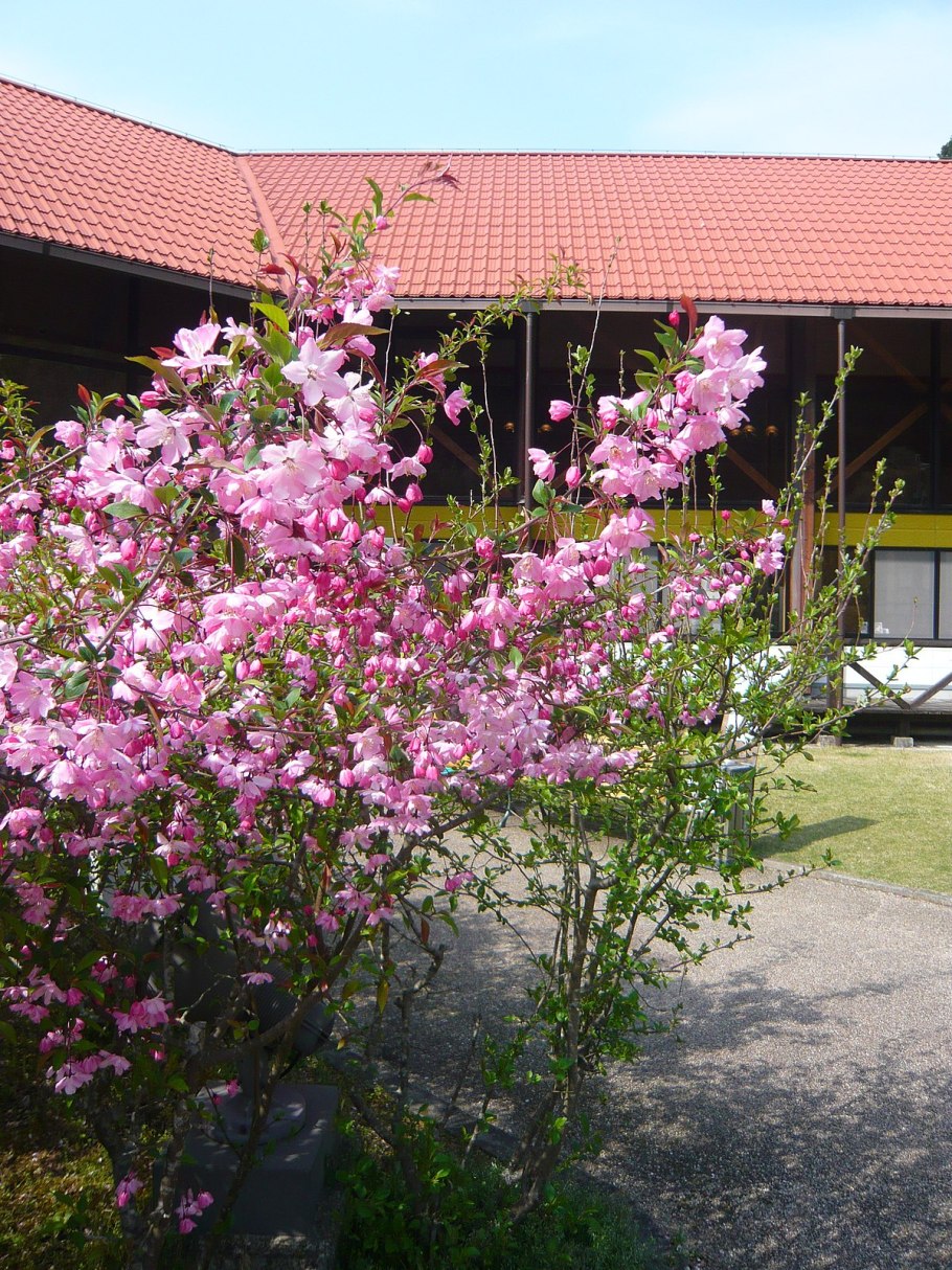 Жимолость Халлиана