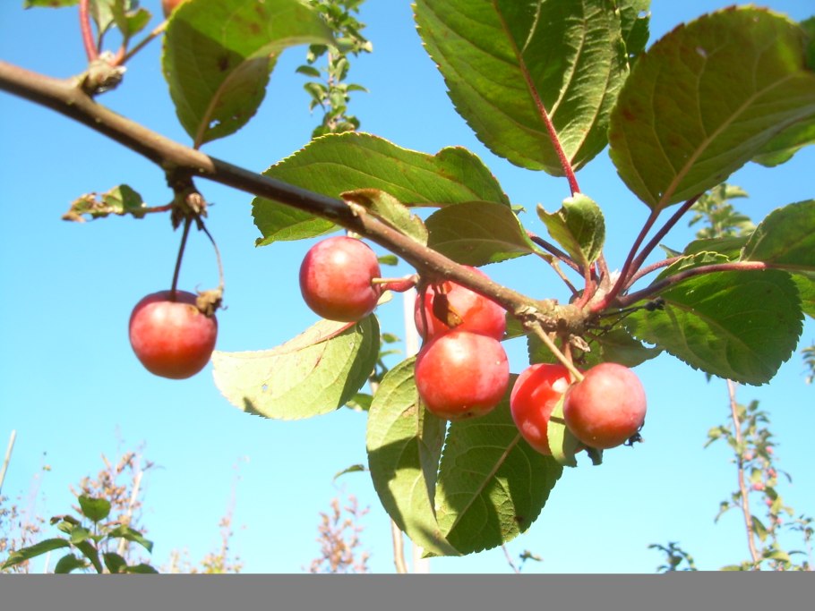 Яблоня Сибирская Malus baccata