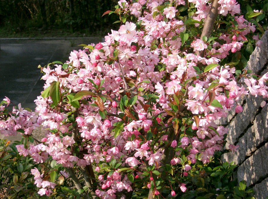 Malus Halliana