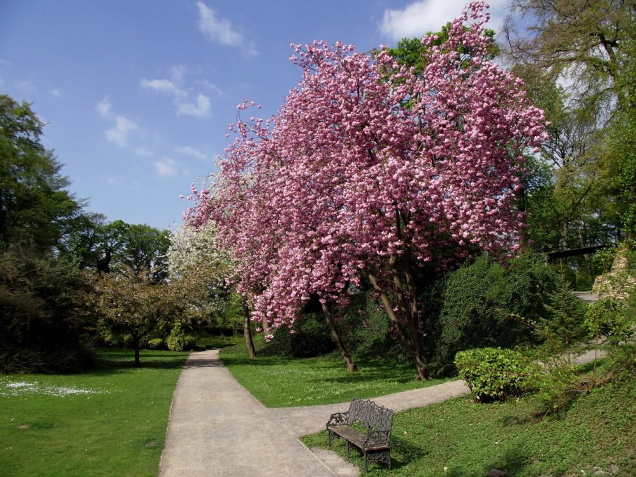 Вишня мелкопильчатая канзан prunus serrulata kanzan