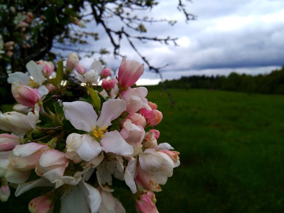 Культигенная растительность это