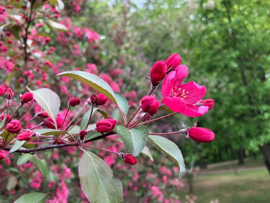 Сакура и яблоня холла