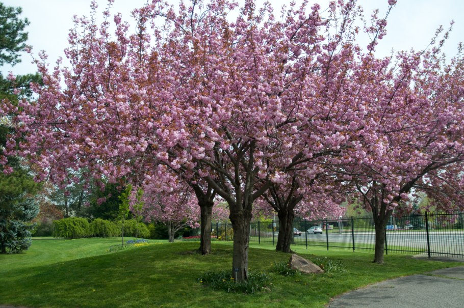 Prunus serrulata (вишня мелкопильчатая)