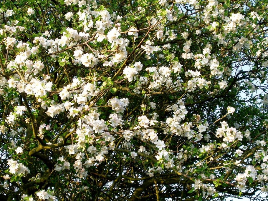 Яблоня сливолистная