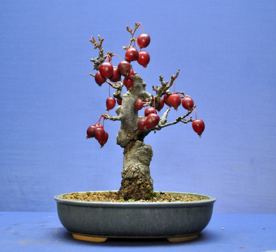 Яблоня Райская бонсай