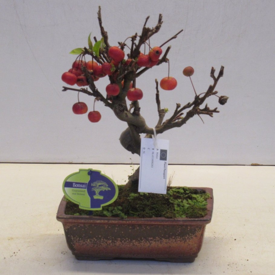 Яблоня Веньяминовское