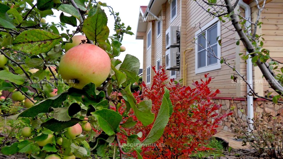 Яблоня Хэнаньская