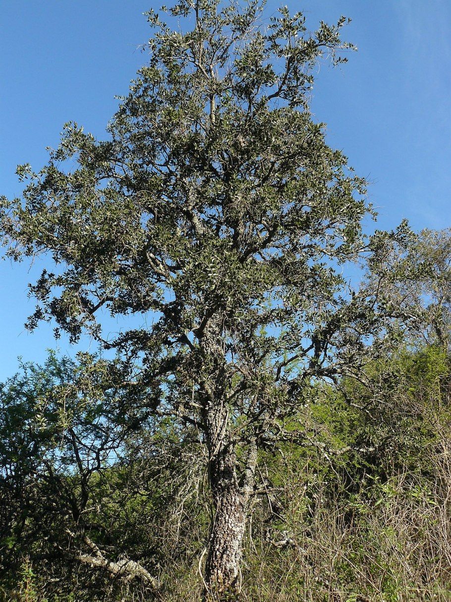 Кебрачо дерево