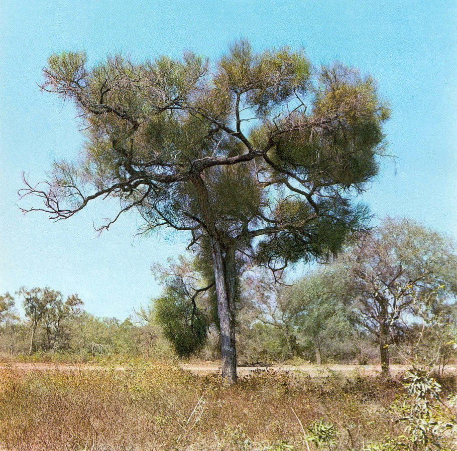 Дерево кебрачо Аргентина